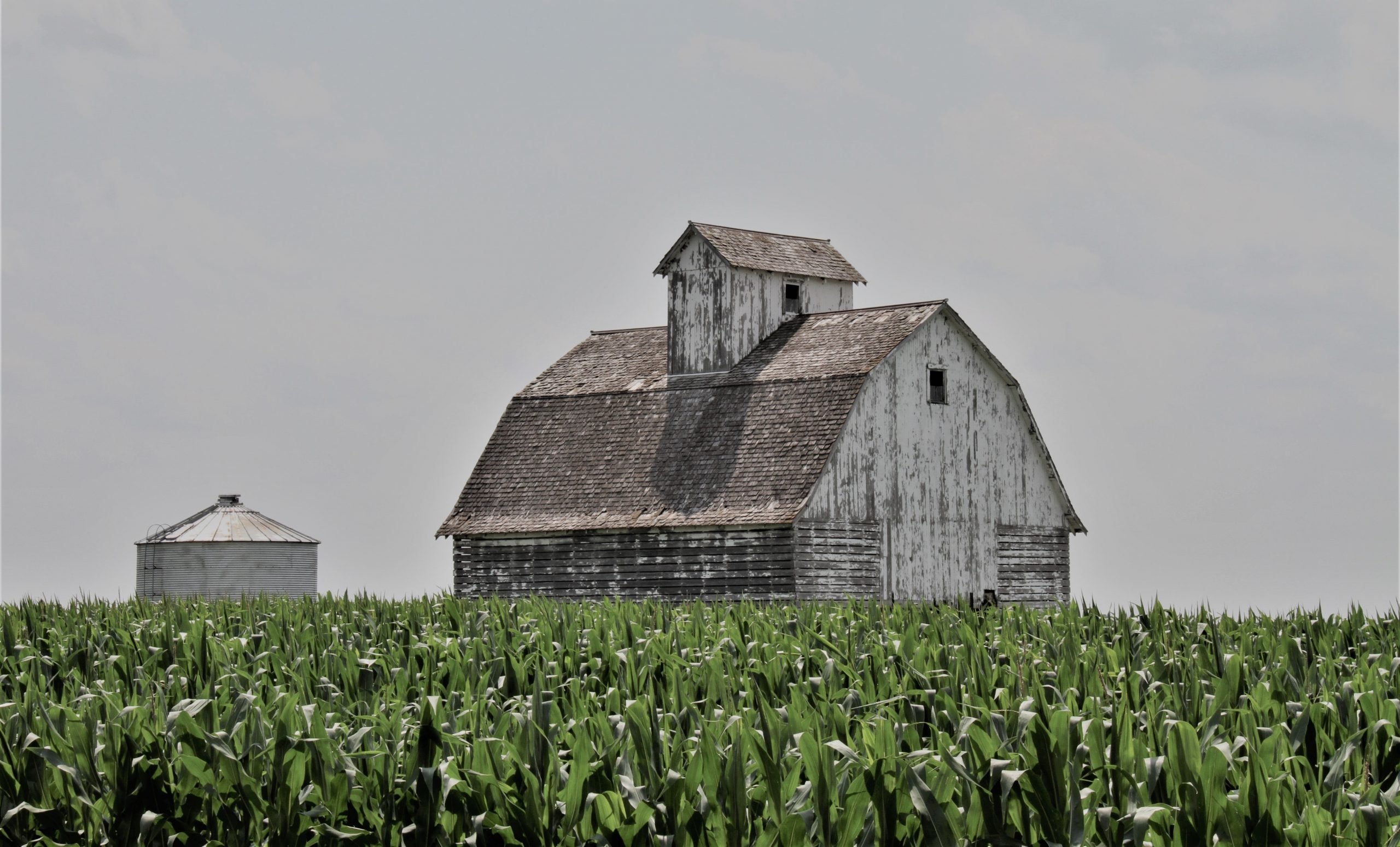 grain bin & old barn in cornfield