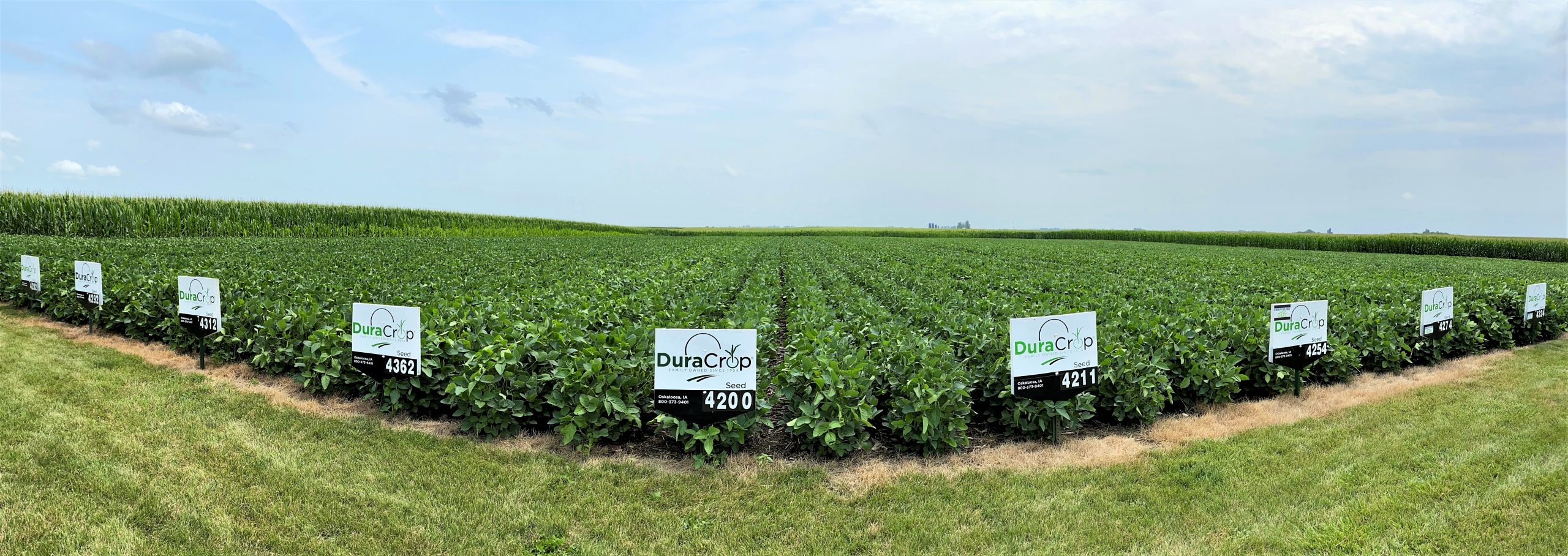 Duracrop soybean plot